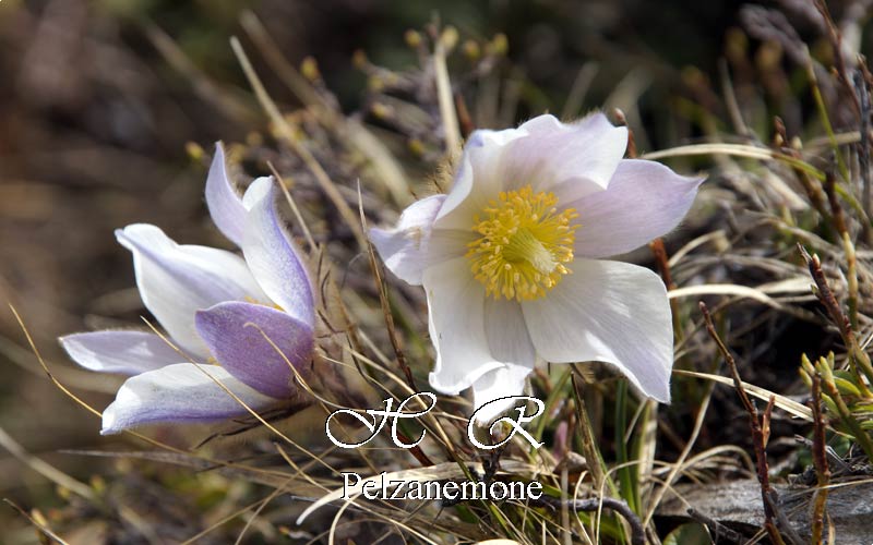 Pelzanemone, Sexten, Natur, Alpenblumen