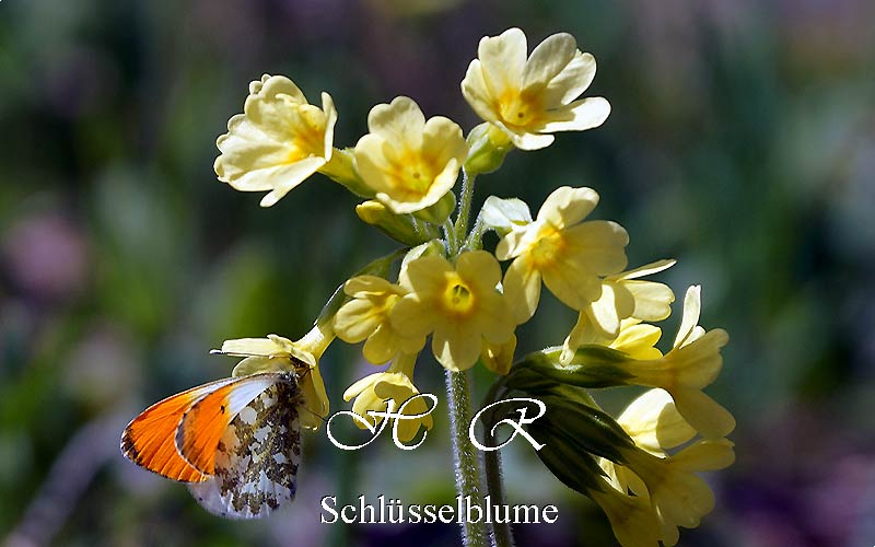 Sesto Natura, Flora alpina, Primula odorosa, Primula veris