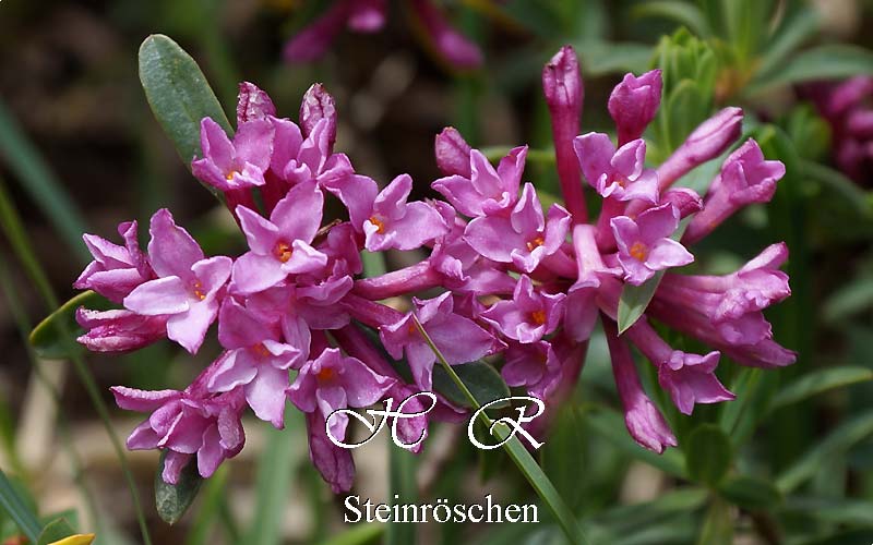 Steinroeschen, Steinröschen, Natur, Alpenblumen