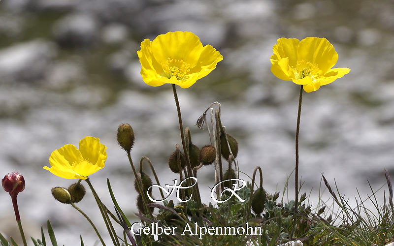 Sexten, gelber Alpenmohn, Natur, Alpenblumen