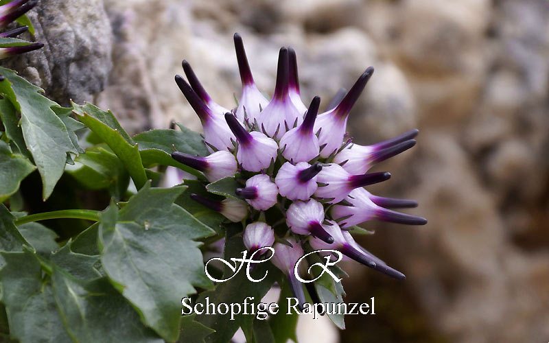 Sesto Natura, Flora alpina, raponzolo di roccia, Physoplexis comosa