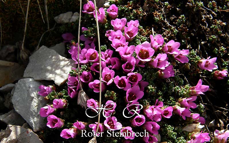 Sesto Natura, Flora alpina, Sassifraga rossa , Saxifraga oppositifolia