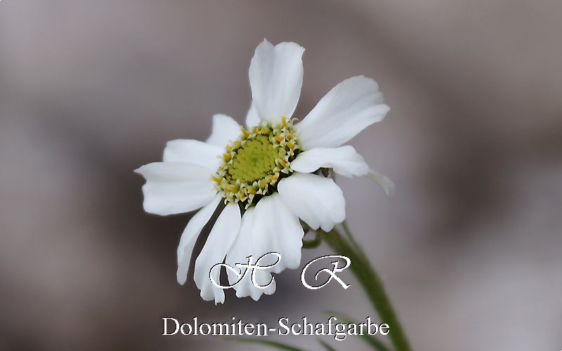 Sesto Natura, Flora alpina, Achillea a lobi acuti, Achillea oxyloba