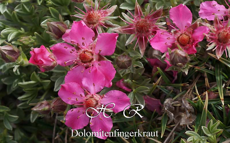 Sesto Natura, Flora alpina, Cinquefoglia delle Dolomiti, Potentilla rosea, Potentilla nitida