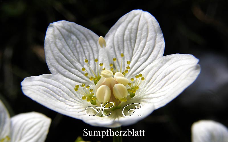 Sesto Natura, Flora alpina, Parnassia palustre, Parnassia palustris