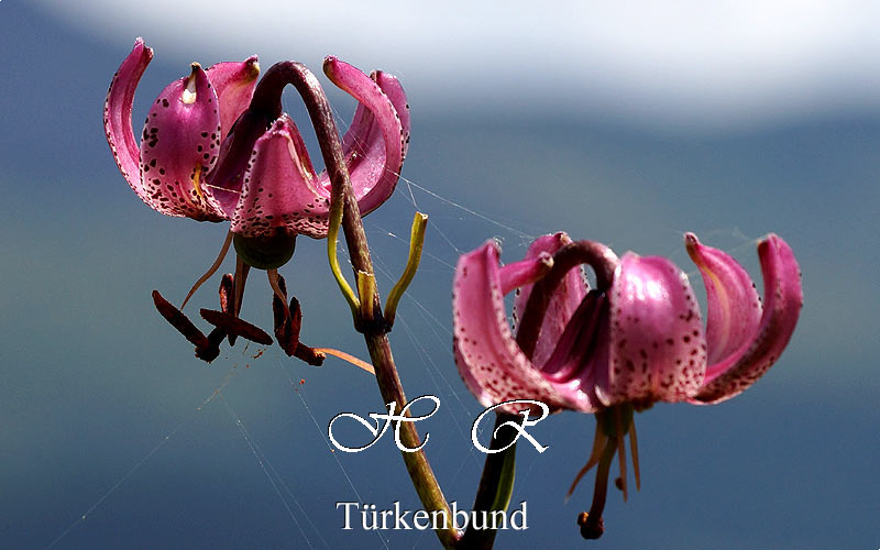 Sexten, Türkenbund, Tuerkenbund, Natur, Alpenblumen