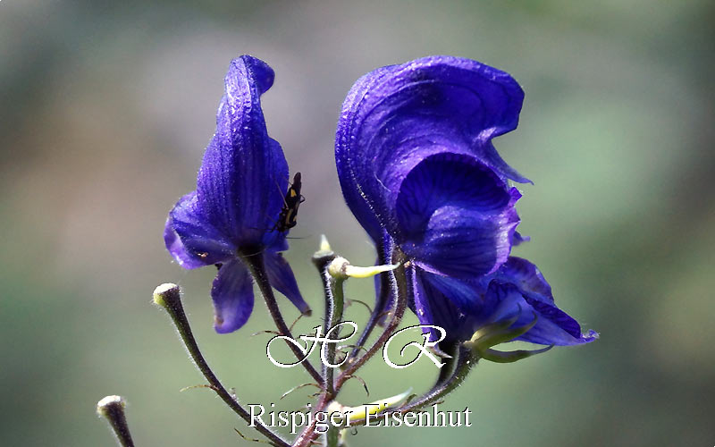 Sesto Natura, Flora alpina, Aconito panicolato, Aconitum degenii subsp. paniculatum