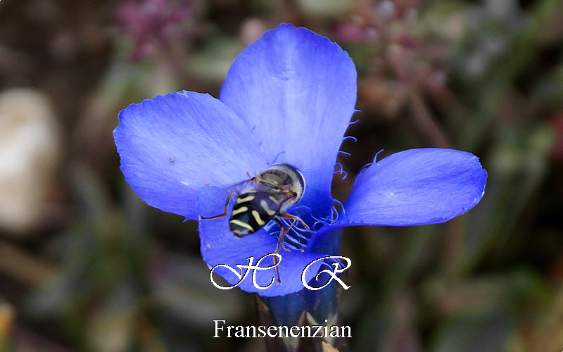 Sesto Natura, Flora alpina, Genzianella sfrangiata, Gentianopsis ciliata