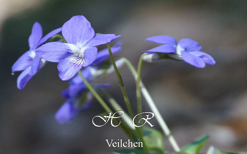 Sesto Natura, Flora alpina, Violetta di bosco, Viola reichenbachiana
