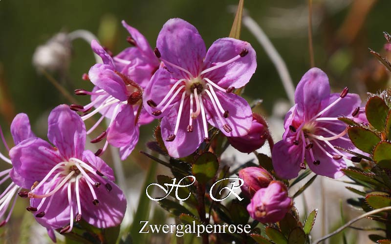 Zwergalpenrose, Natur, Alpenblumen
