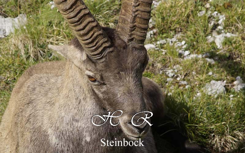 Steinbock, Natur, Wildtiere, Sexten
