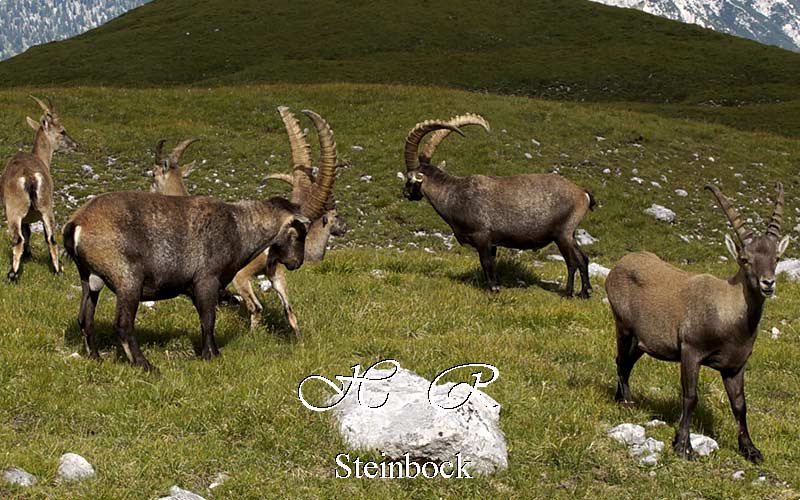 Sesto Natura, Fauna, Stambecco, Capra ibex