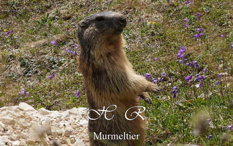 Sesto Natura, Fauna, Marmotta, Marmota marmota