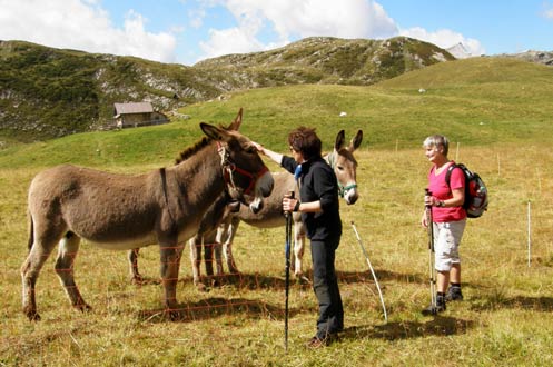 Seekofel-Hütte, Ra Stua-Alm, Foses, Dolomiten, Hochpustertal, Südtirol